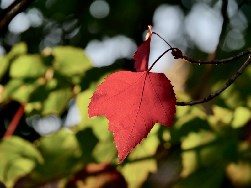 Red Maple Leaf