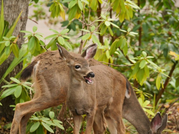 Young Deer with Open Mouth