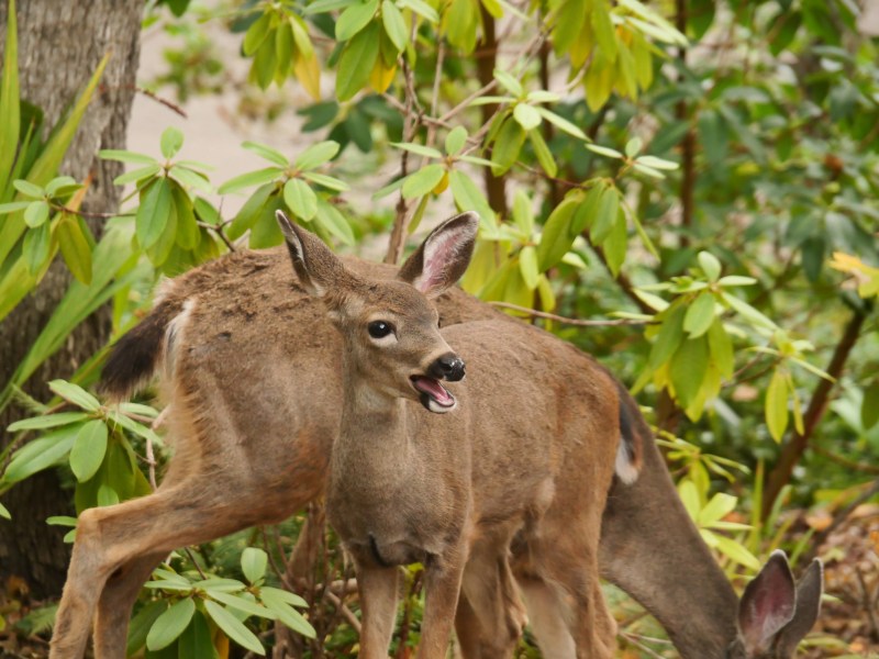 Young Deer with Open Mouth