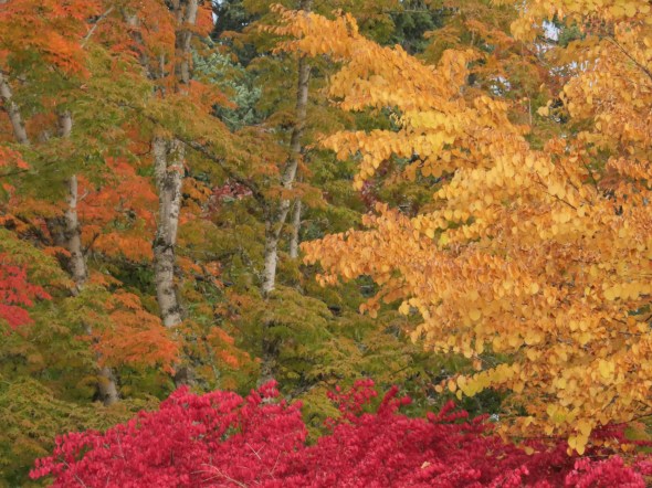 Orange, green, gold and red autumn foliage