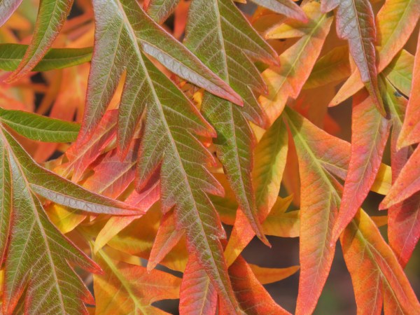 Green, yellow, orange and red sumac leaves