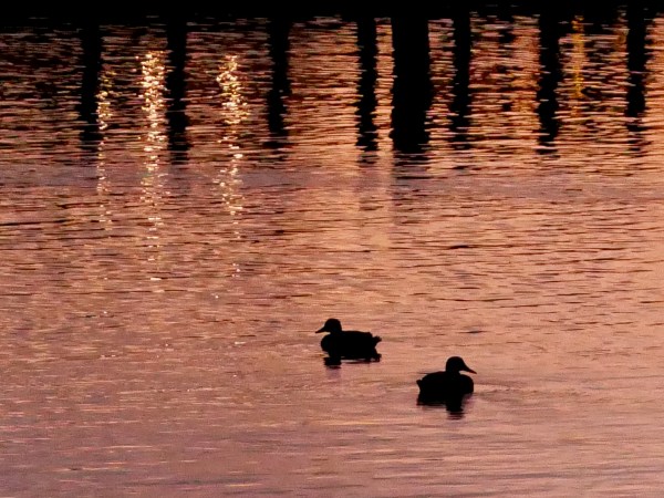 Two ducks floating and docks reflected in water