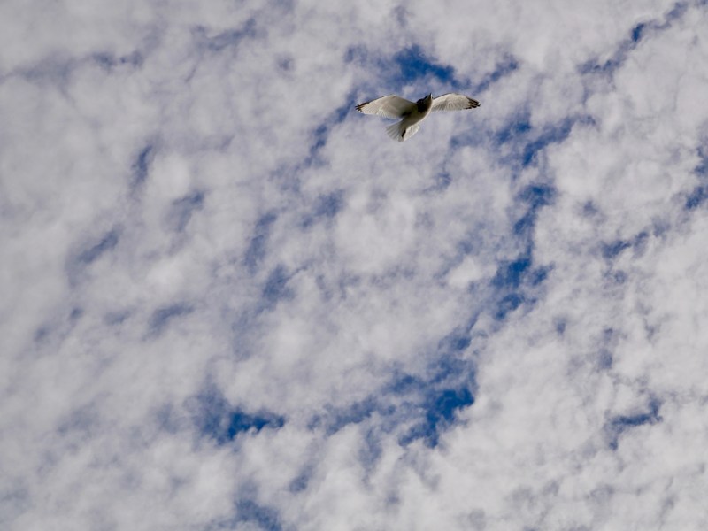 Gull flying against blue and white sky