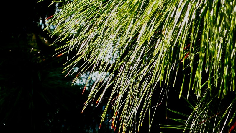Pine Needles in Sunlight