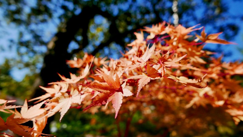 Golden maple leaves and blue sky