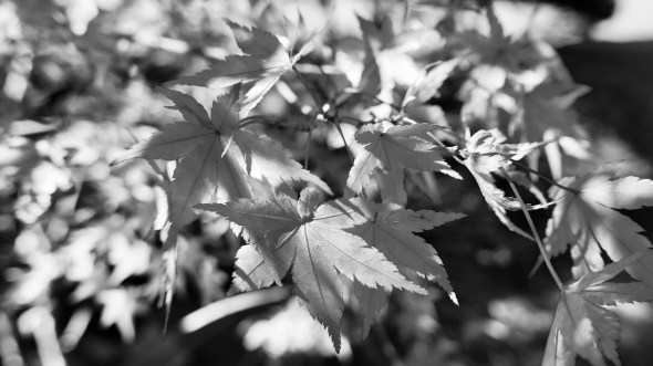 Black & white Japanese maple leaves