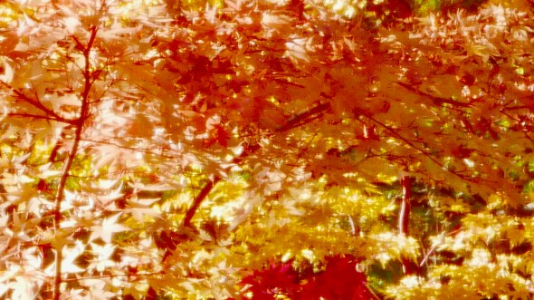 Red-orange-yellow maple leaves