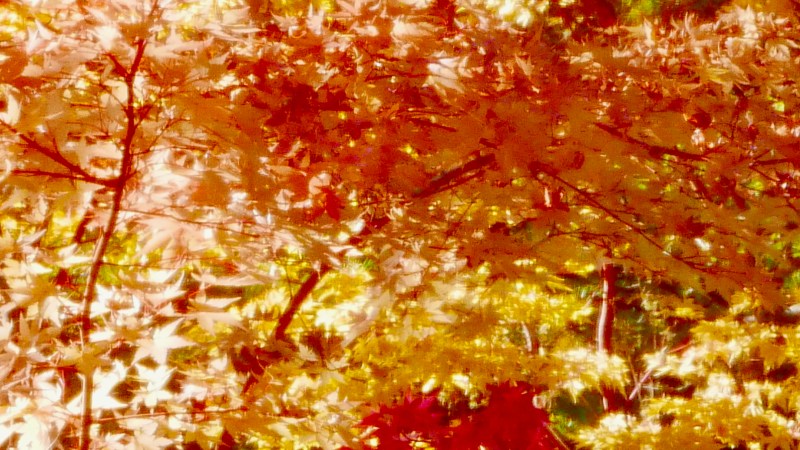 Red-orange-yellow maple leaves