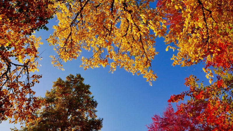Blue sky and colorful foliage of maples, elms and conifers