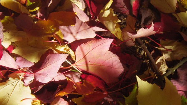 Colorful maple leaves on forest floor
