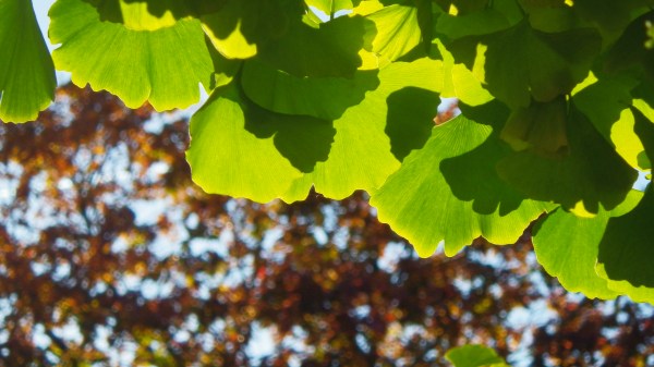 Green and yellow fan-shaped leaves