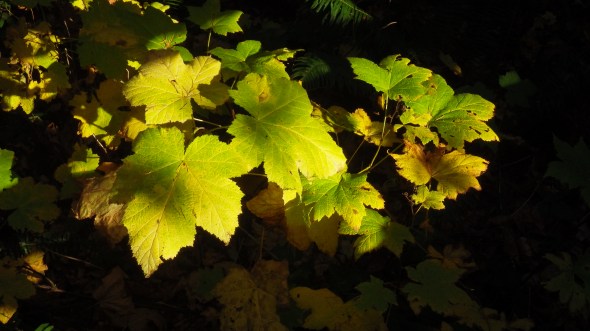 Green and yellow thimbleberry leaves