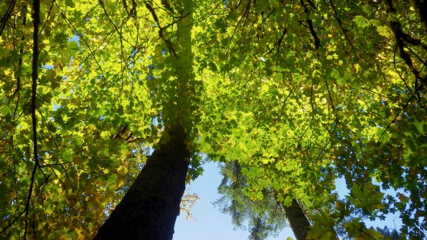 Green and yellow maple leaves and blue sky