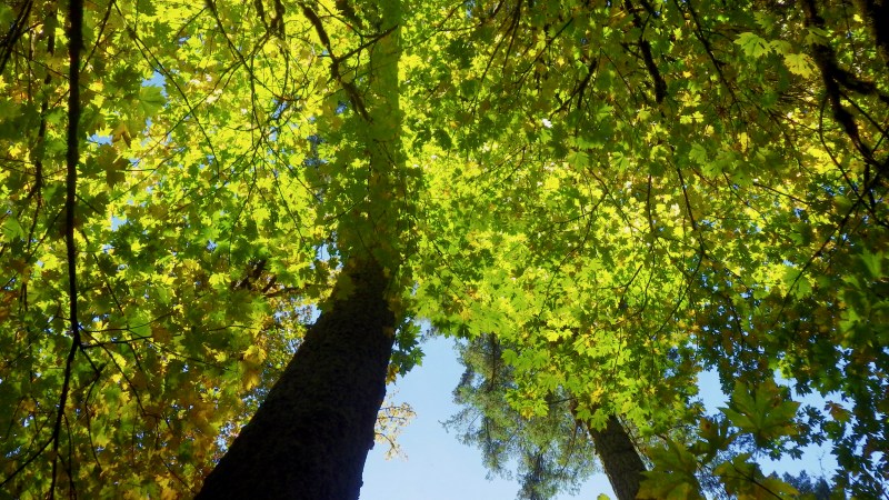 Green and yellow maple leaves and blue sky