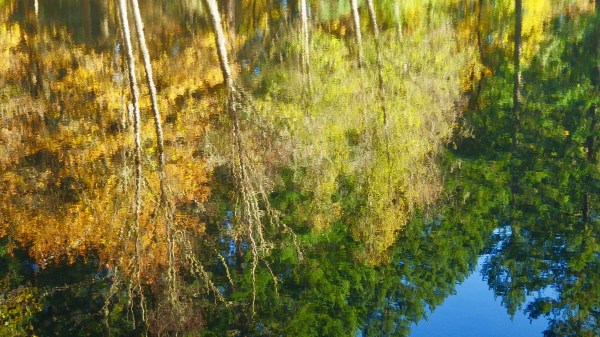 Reflection of autumn foliage and evergreens in pond