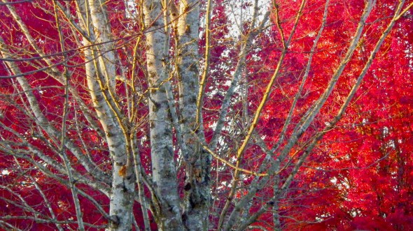 Bare branches and bright red maple leaves