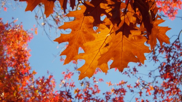 Northern Red Oak Leaves