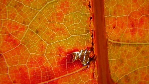 Detail of orange leaf very close-up