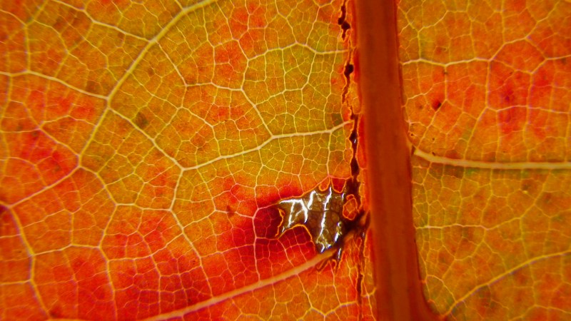 Detail of orange leaf very close-up