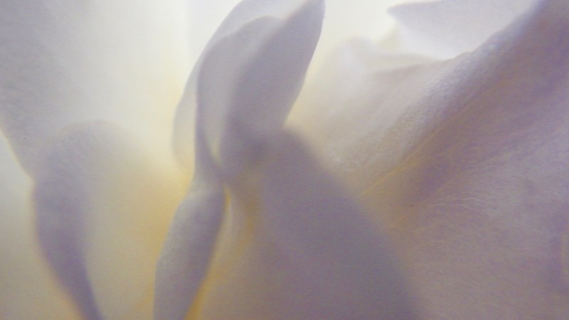 Light rose petals very close-up