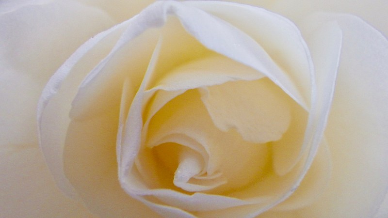 White rose