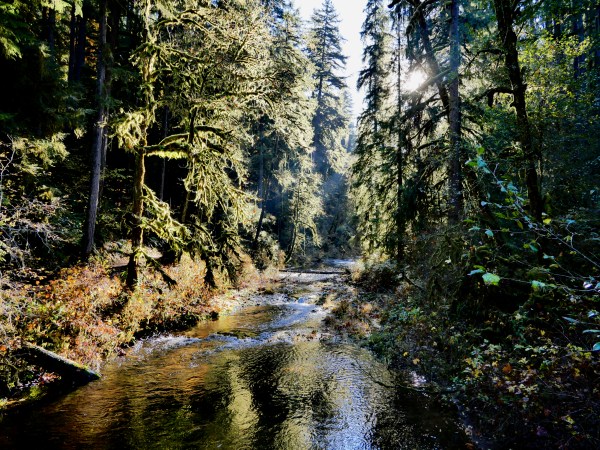 Creek in sunny forest