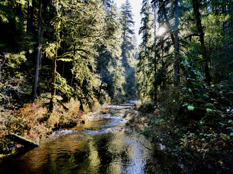 Creek in sunny forest