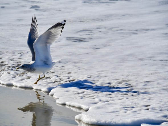 Gull taking off at edge of surf