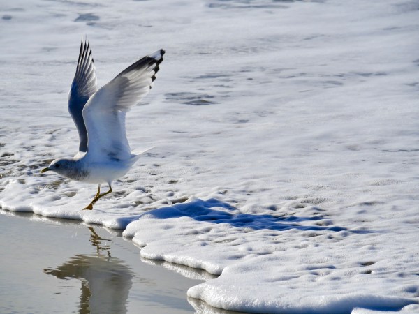 Gull taking off at edge of surf