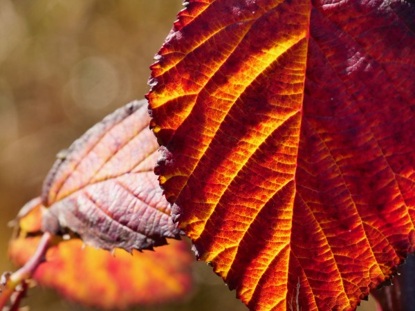 Orange blackberry leaf