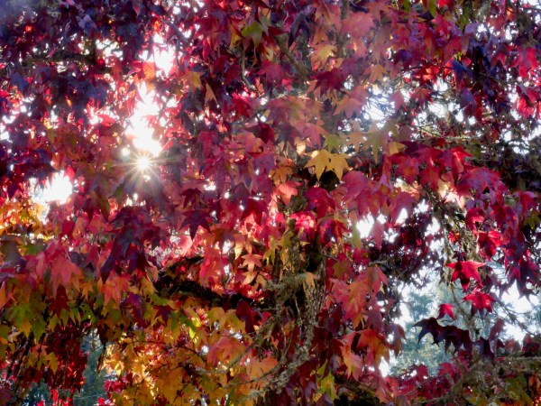 Maroon, red, yellow and green star-sahped leaves and sunburst