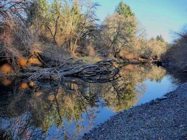 Trees on riverbank and reflections