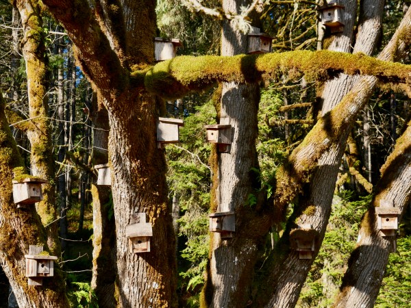 Tree full of birdhouses