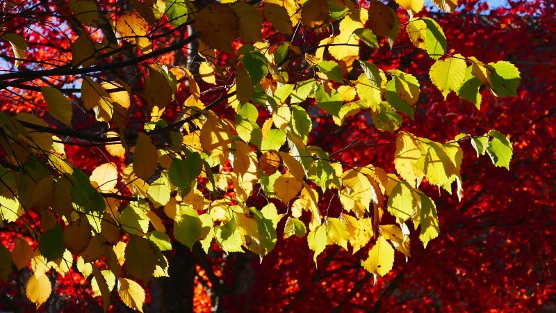 Green, yellow and orange leaves