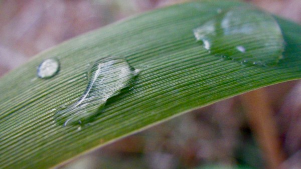 Drops of water on blade of grass