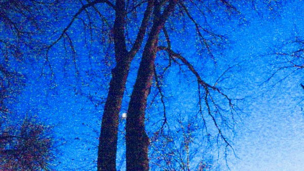 Bare trees, moon and sparkling sky