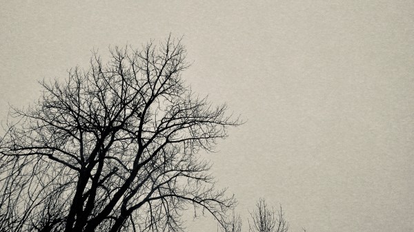 Large owl silhouetted in bare tree