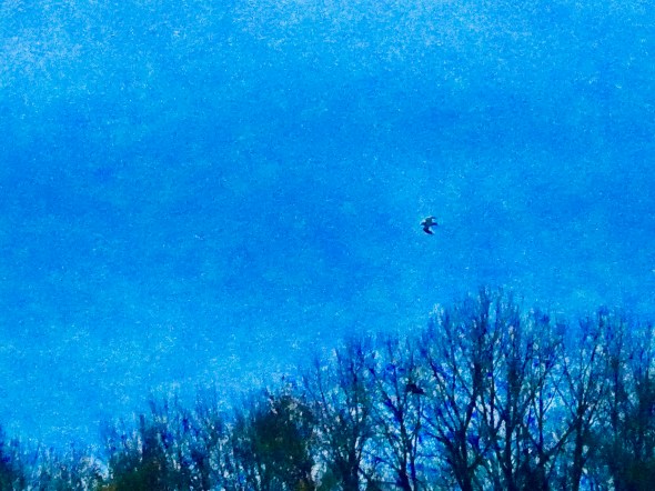Bird flying above bare trees in dusky blue sky