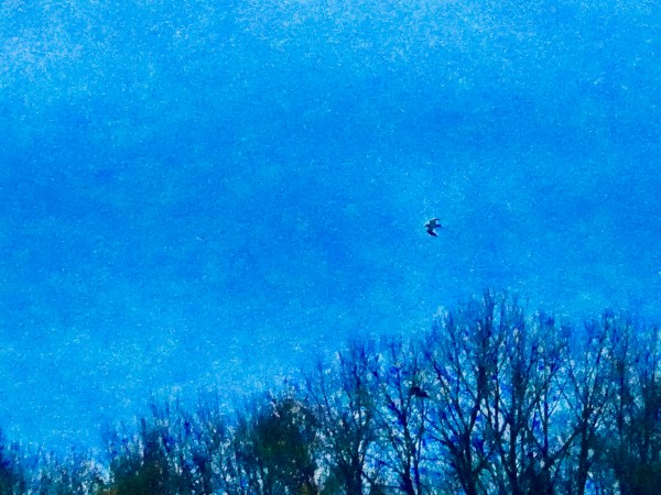 Bird flying above bare trees in dusky blue sky