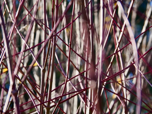 Small pink branches intertwined