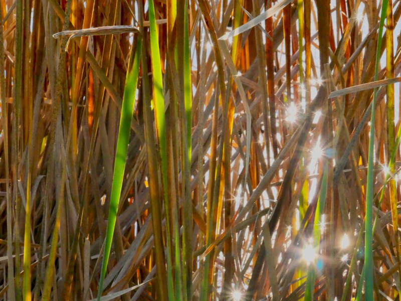 Cattail marsh with sunbursts reflected from water