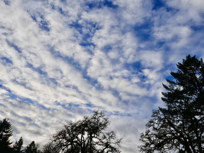 White clouds in blue sky with silhouetted trees