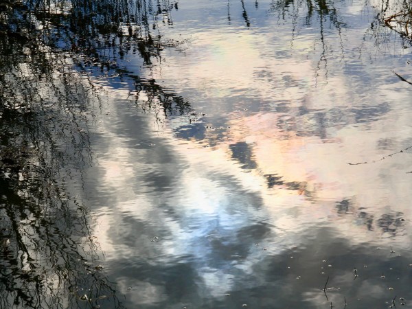 trees reflected in marsh