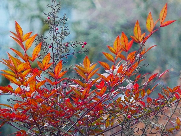 Orange leaves and red berries