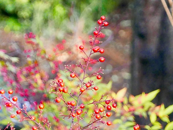 Red berries