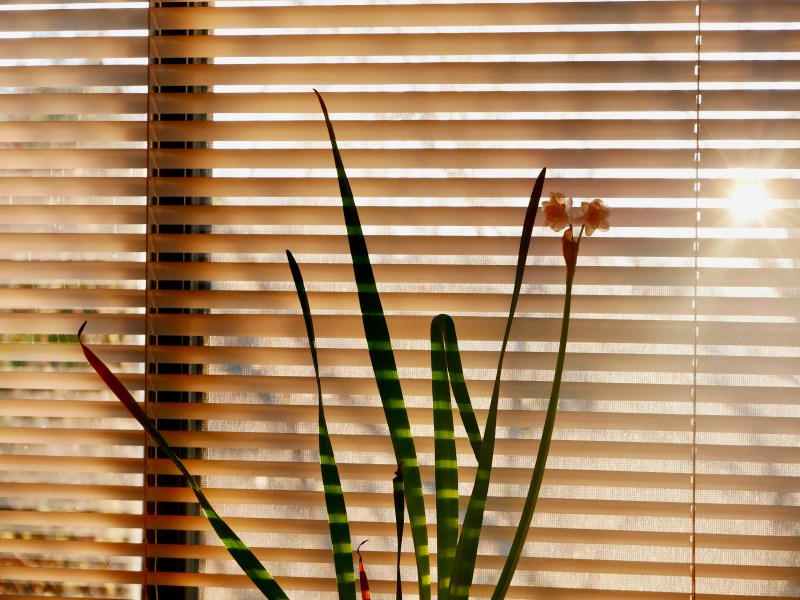 Paperwhites and sun shining through window