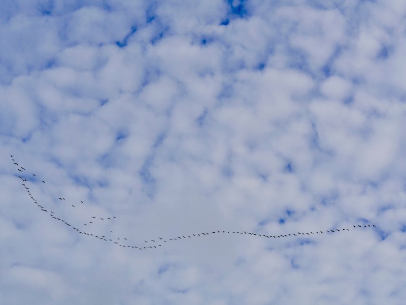 Flock of geese flying