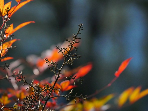 Bare twigs and orange leaves