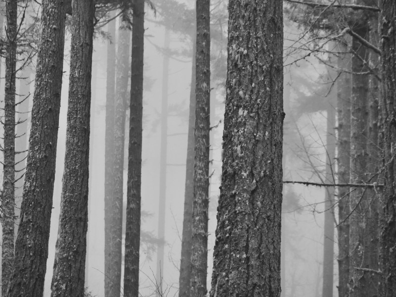 Big trees in foggy forest