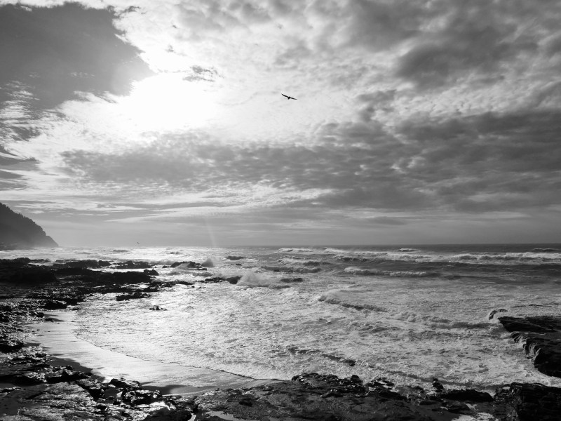 Rocky Pacific shore, waves an soaring bird